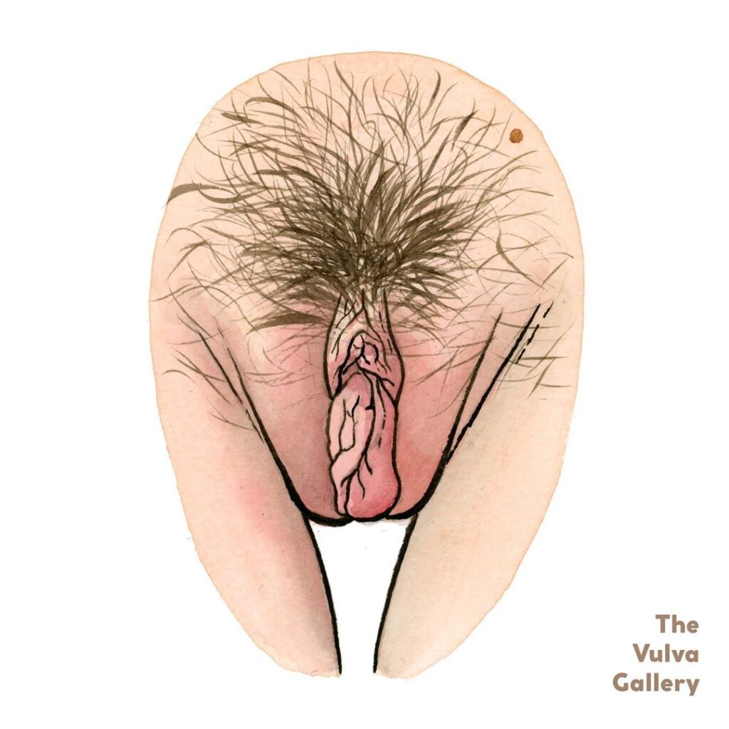 Какие бывают вагины у девушек (50 рисунков) 