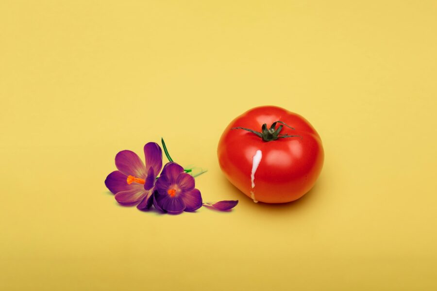 помидор с капелькой и цветком