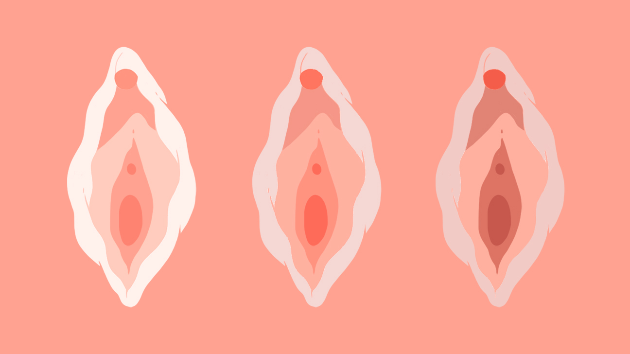 рассказ о строении женских половых органов
