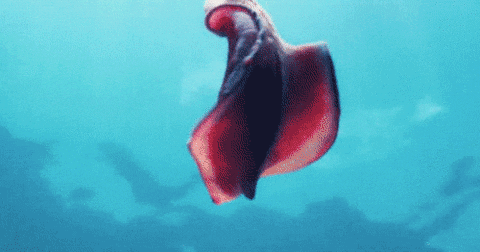 медуза похожая на вагину