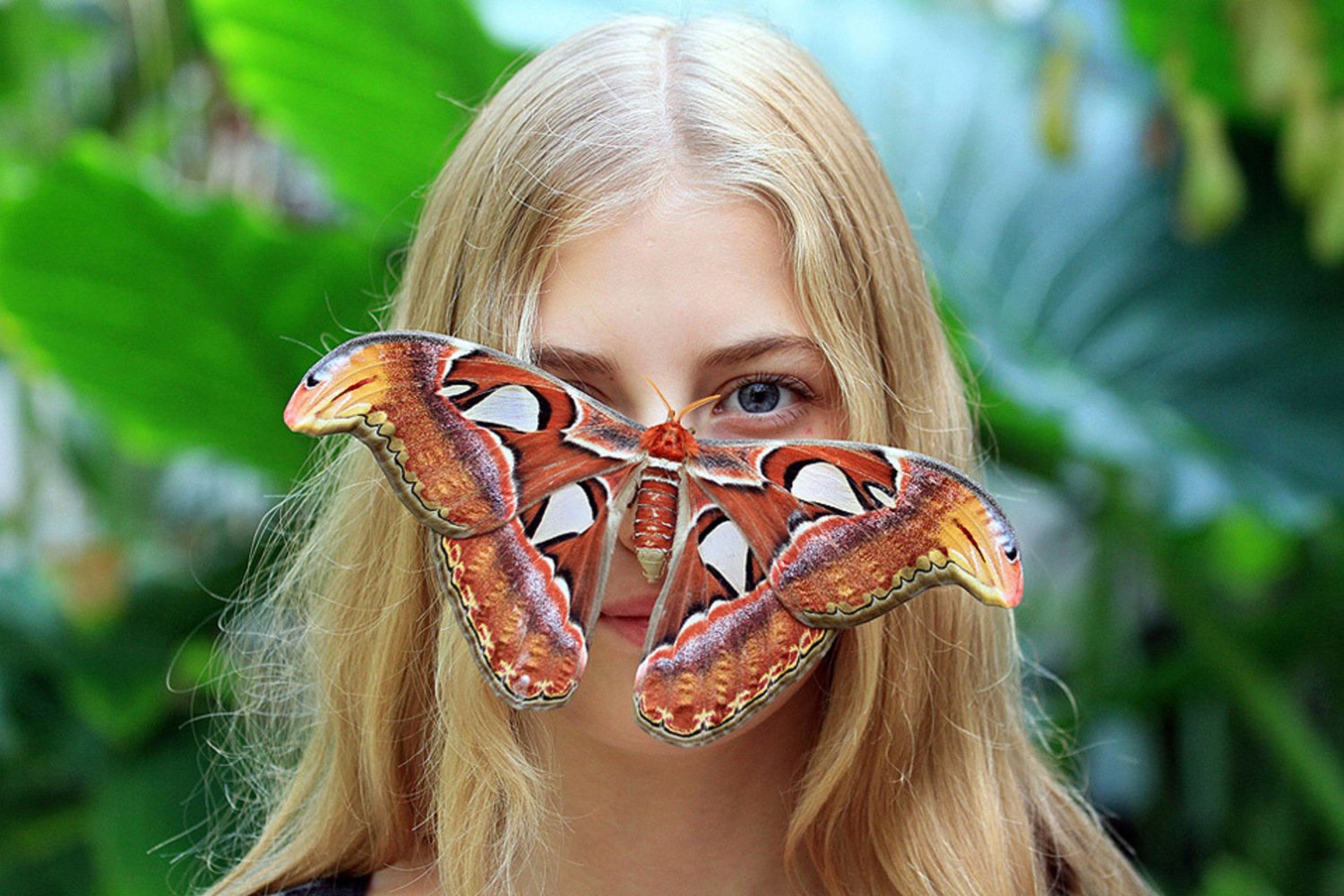 Покажи сама фото. Бабочка Павлиноглазка атлас. Павлиноглазка атлас Attacus Atlas. Attacus Atlas бабочка. Гигантская бабочка Павлиноглазка.