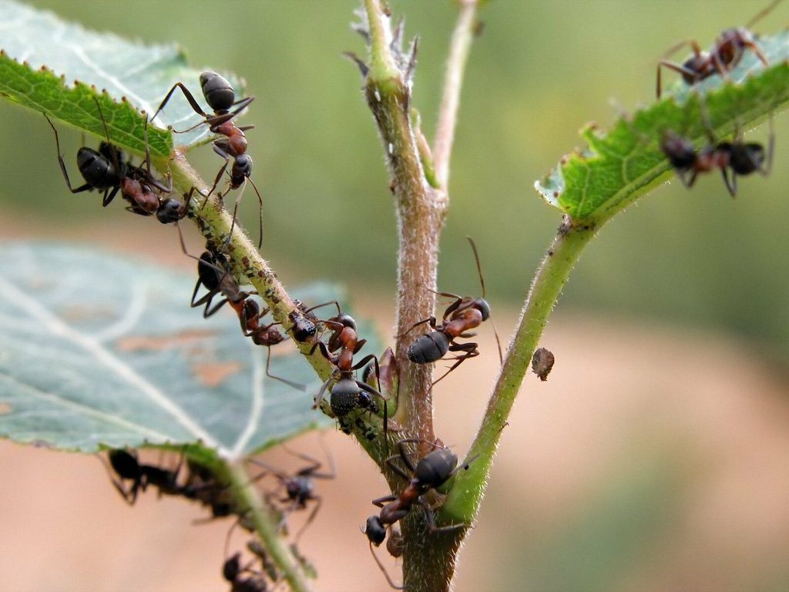 Народные средства борьбы с муравьями. Муравьи на участке. Муравьи вредители. Муравьи в огороде. Насекомые на дереве.