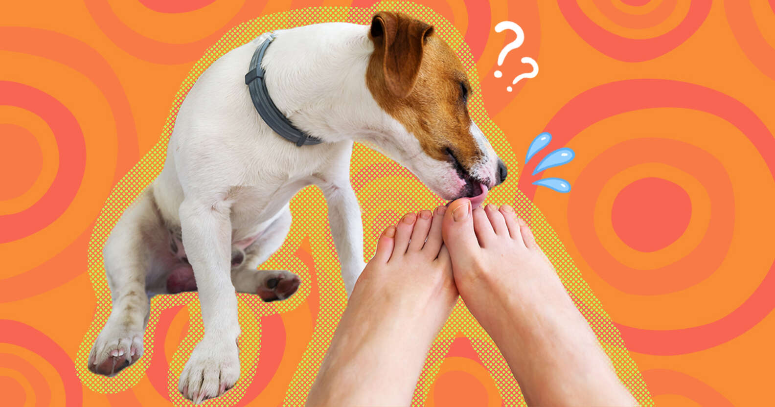 ТОП 5 причин почему собака лижет ноги человека