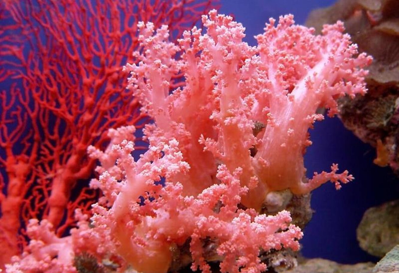 Коралловые обитатели. Кораллы полипы Кишечнополостные. Коралловые полипы (Anthozoa). Красный коралл Кишечнополостные. Коралловые полипы рифы.