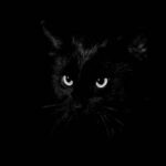 Пользователь, black_cat